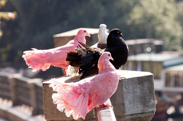 命运的比赛 命运的比赛